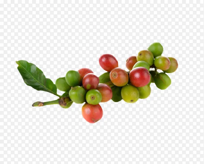 红绿色带叶子的咖啡果实物