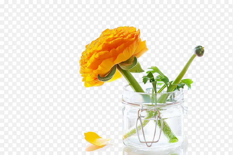 玻璃杯里的一朵黄花