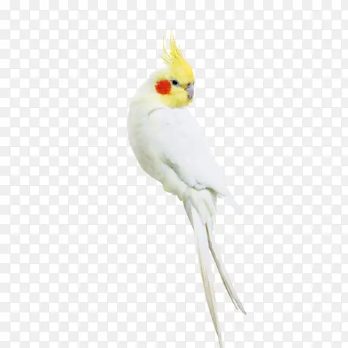 白色鹦鹉