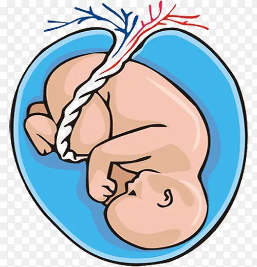 宝宝胚胎