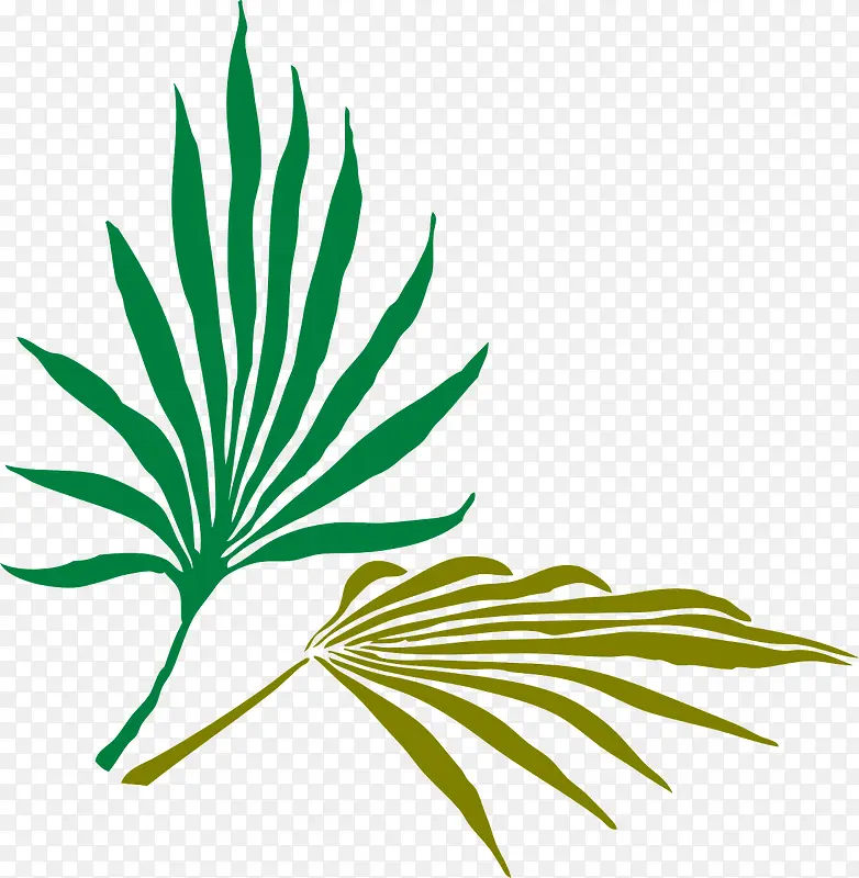 棕榈树叶片