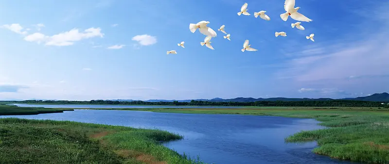 夏季河流草地小鸟