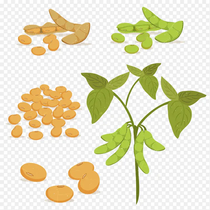 种植豆子