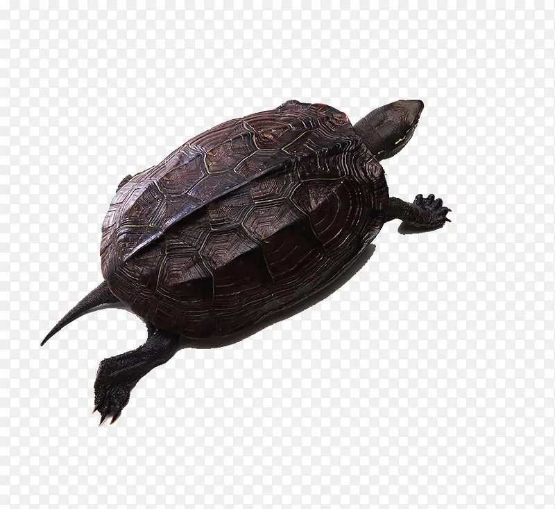 小海龟