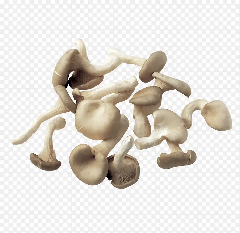 一片散开的蘑菇