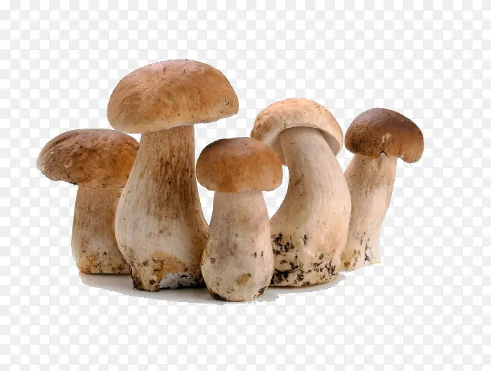 新鲜的蘑菇素材