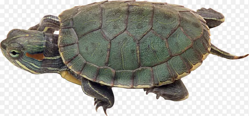 可爱的绿色小海龟