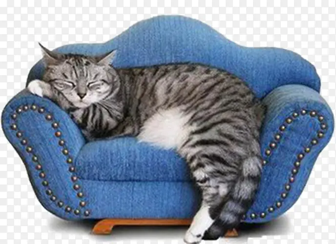 沙发的小猫