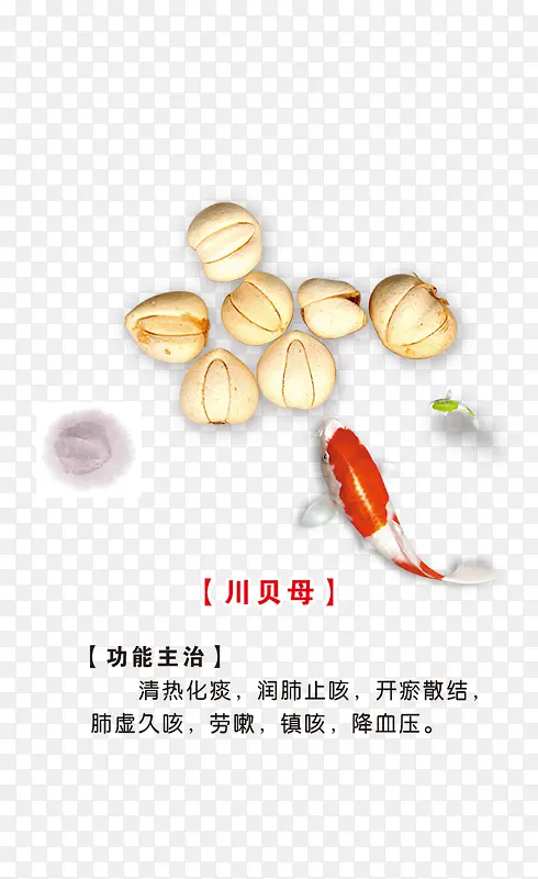 川贝母
