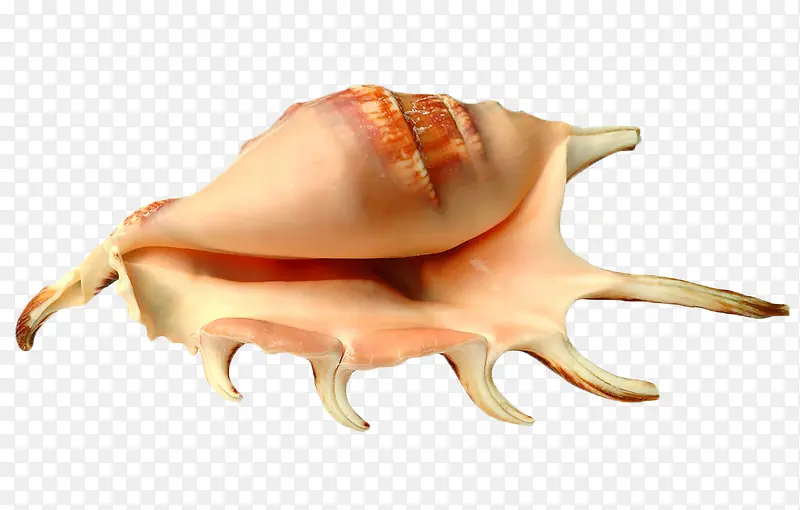 贝壳海螺