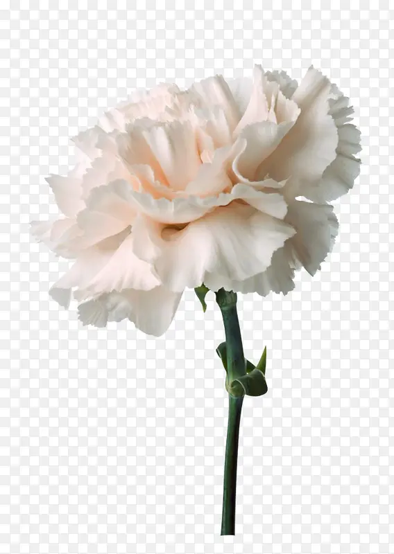一支白色的花