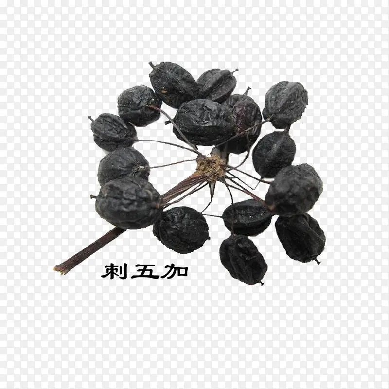 刺五加的种PNG图片素材下载_图片编号yzlwjxvy-免抠素材网