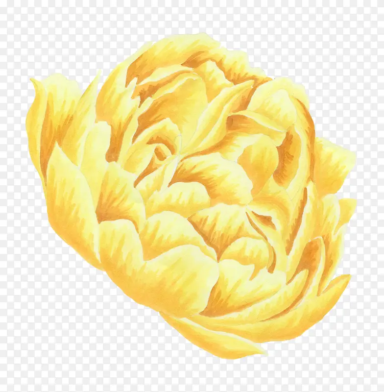 黄色的菊花