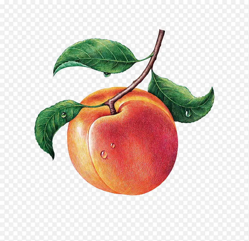 卡通手绘好吃的桃