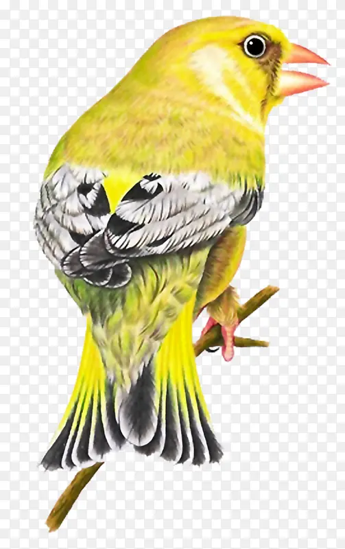 黄色羽毛小鸟
