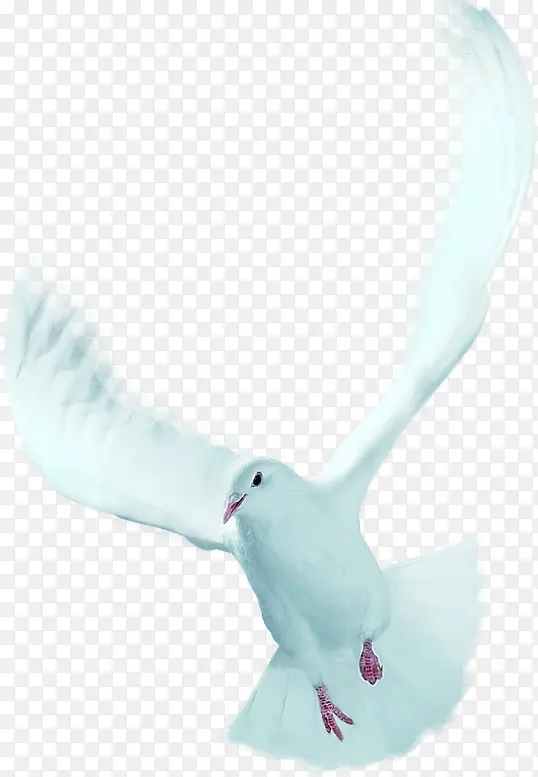 白色展翅飞翔白鸽紫色飞鸟