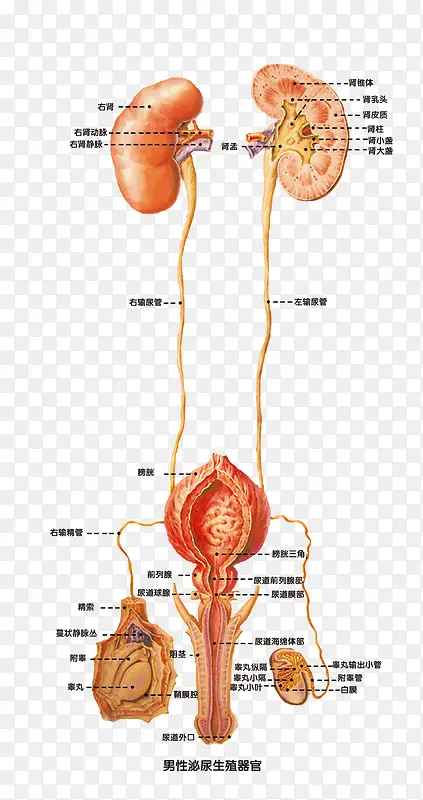 男性生殖器结构解剖图素材