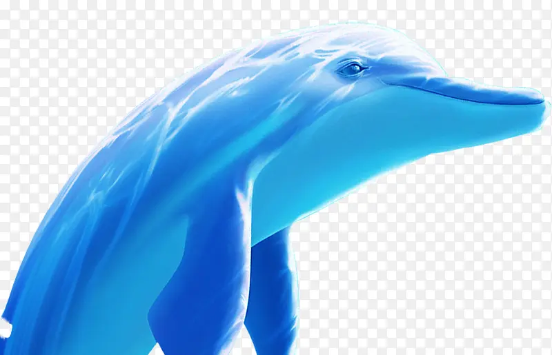 蓝色的海洋海豚