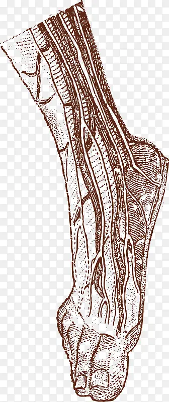 手绘腿部器官素材
