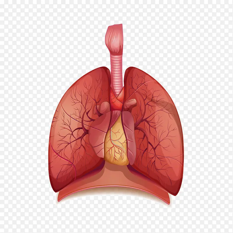 逼真人体器官的肺免抠素材