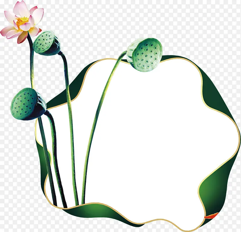 荷花莲子手绘装饰元素边框纹理