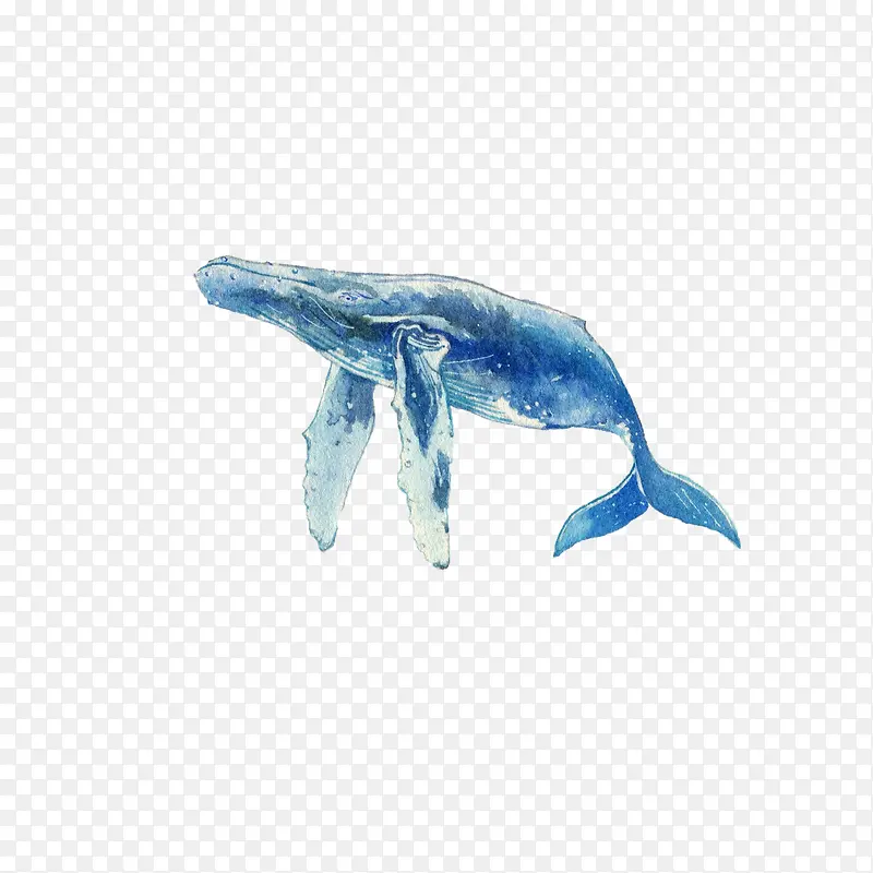 手绘一只蓝色水彩座头鲸宣传插画