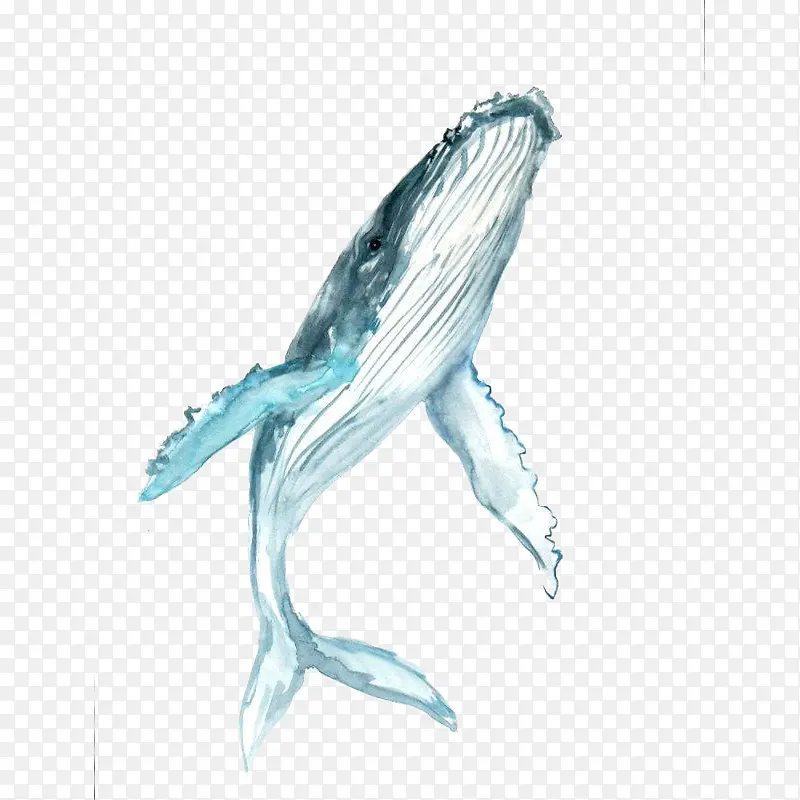 手绘水彩蓝色座头鲸插画宣传设计