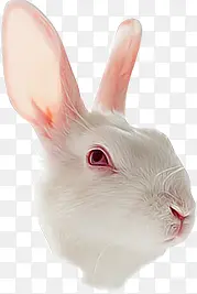 手绘逼真效果白色的兔子头部