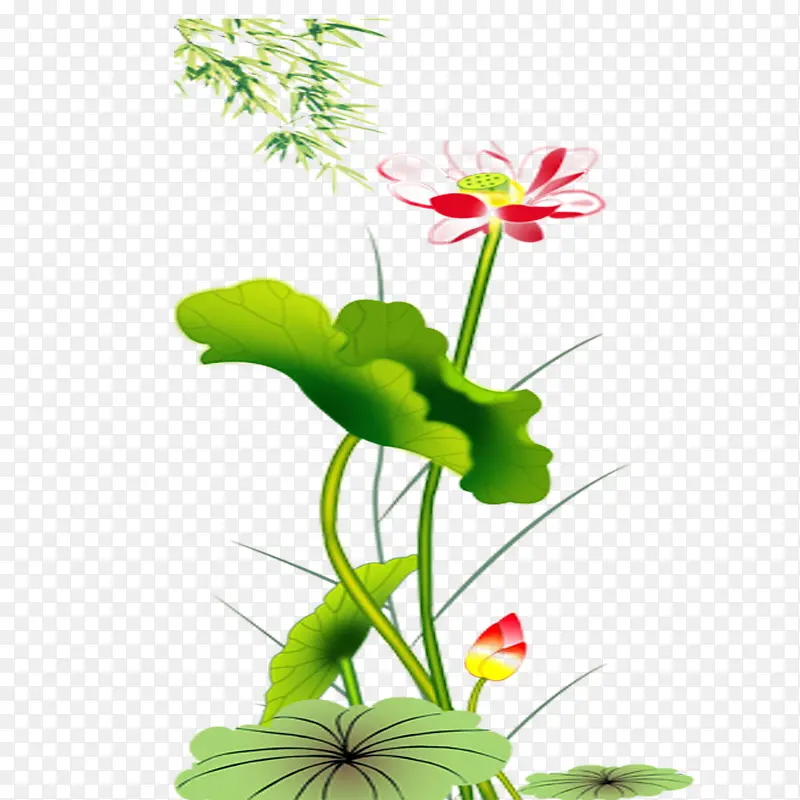 荷花
