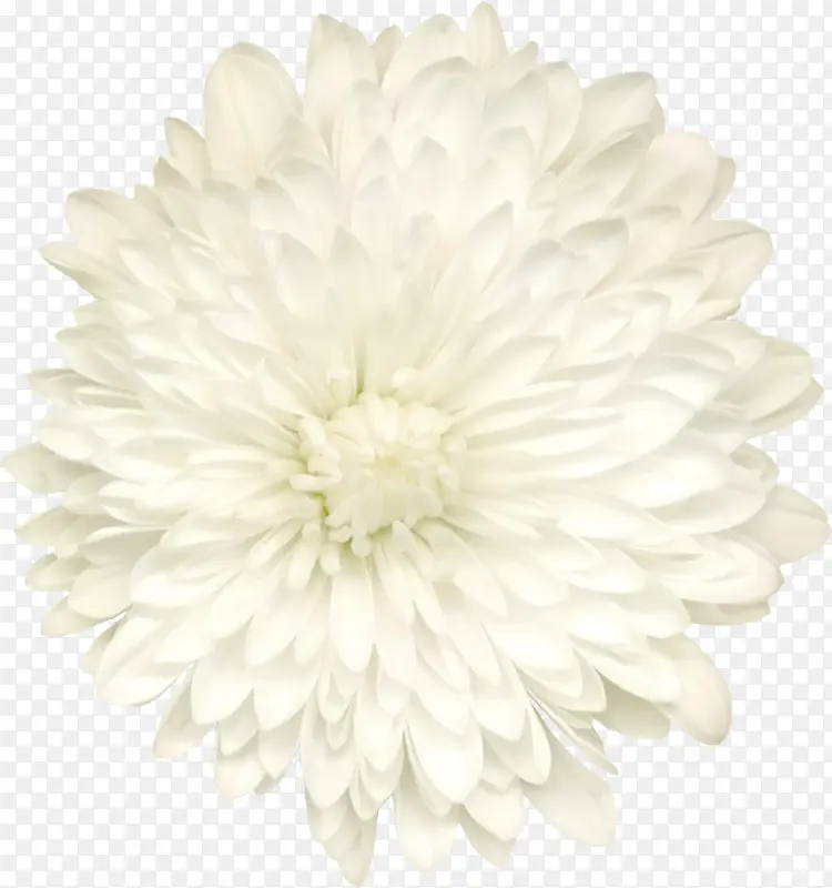 背景素材鲜花图片素材 白色花朵