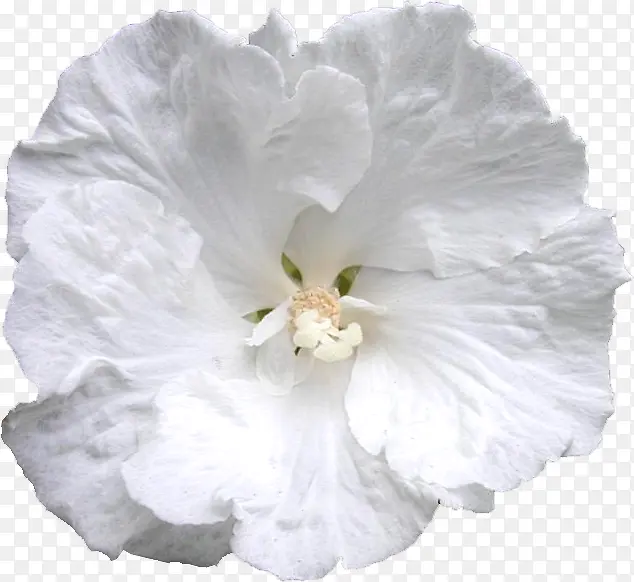 白色花朵特写