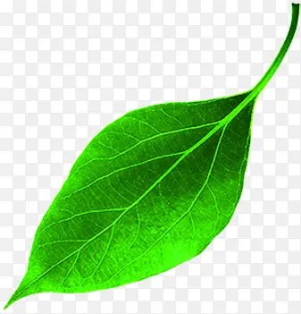 绿色脉络纹理树叶