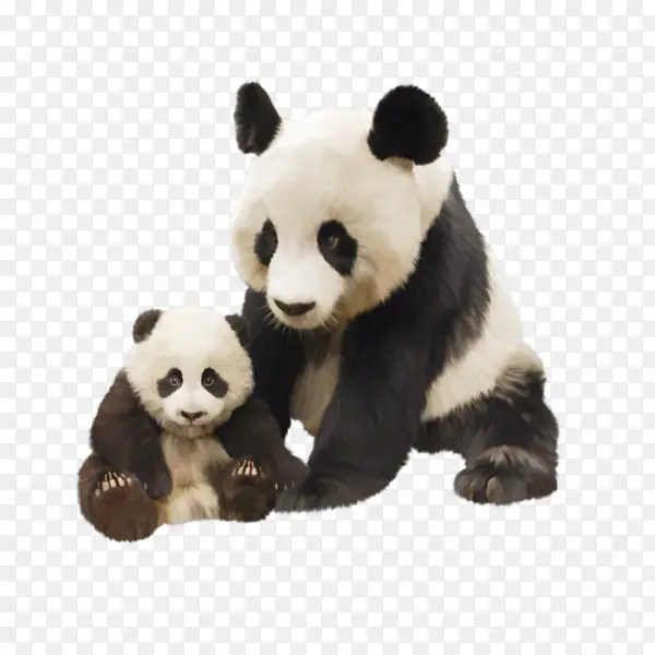 两只大熊猫