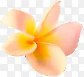 粉黄色高清花朵插图