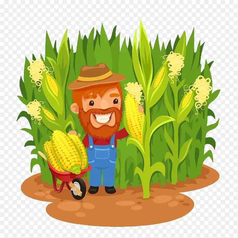 在玉米田里收玉米的农民卡通形象