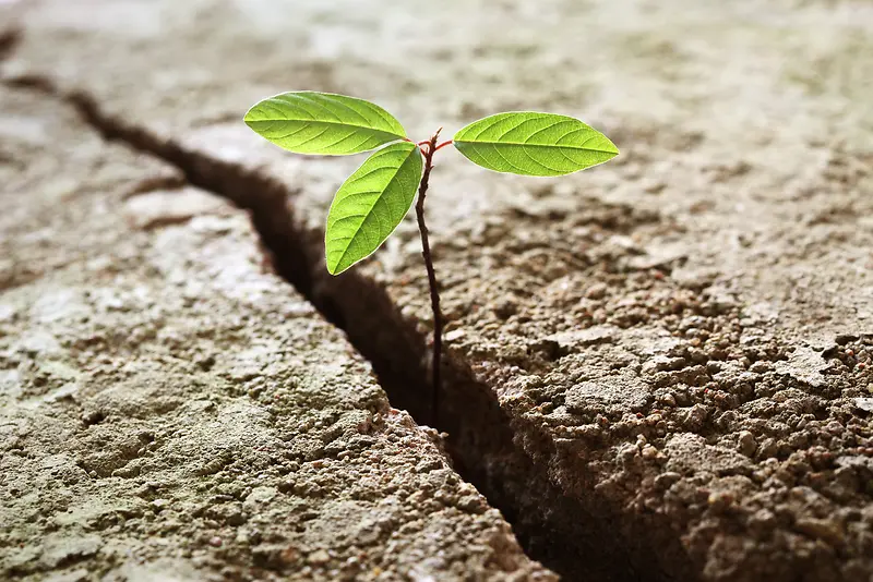 土地缝隙里长出的绿色植物