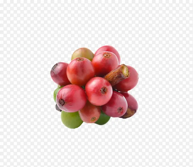 红色成熟的一串咖啡果实物