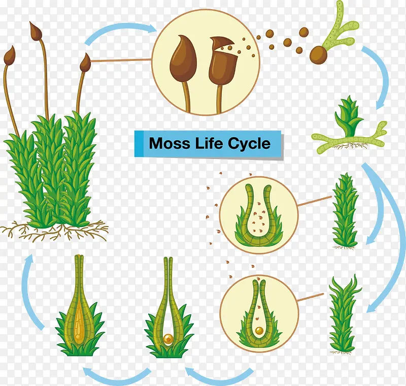 苔藓植物生命周期