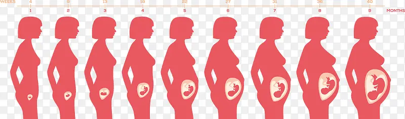 女性怀孕孕期图