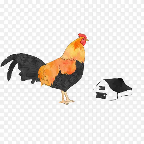 公鸡手绘画素材图片