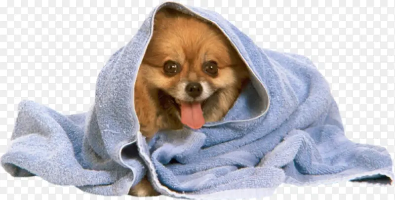 毛巾中的小狗