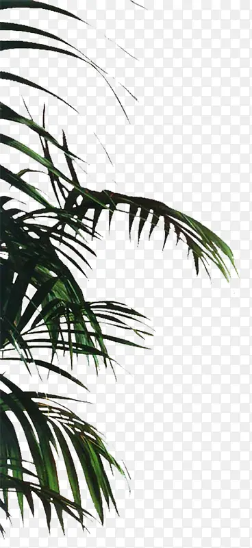 绿色植物