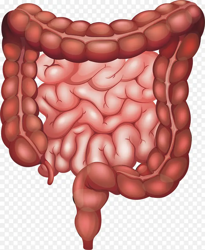 肠子器官