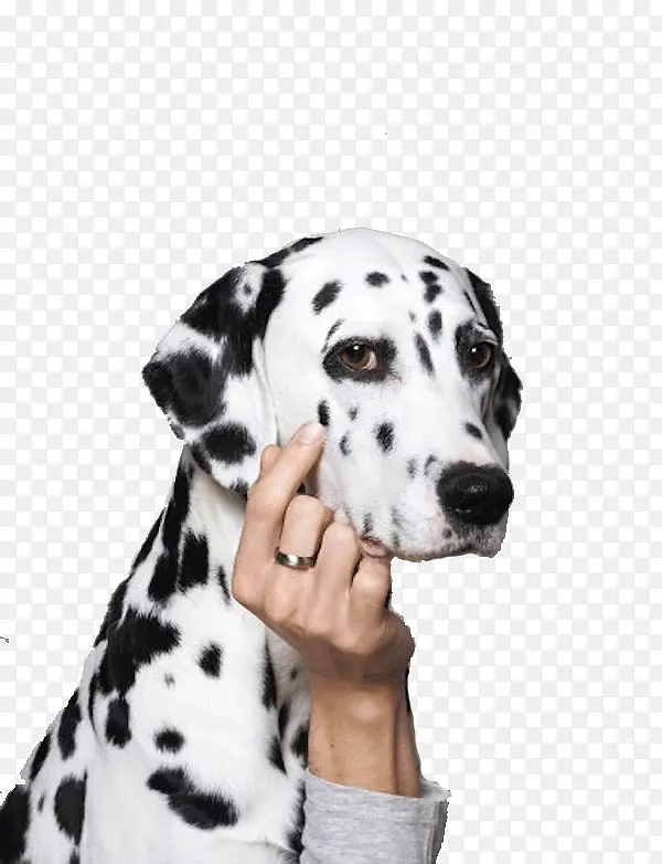 思考的斑点狗