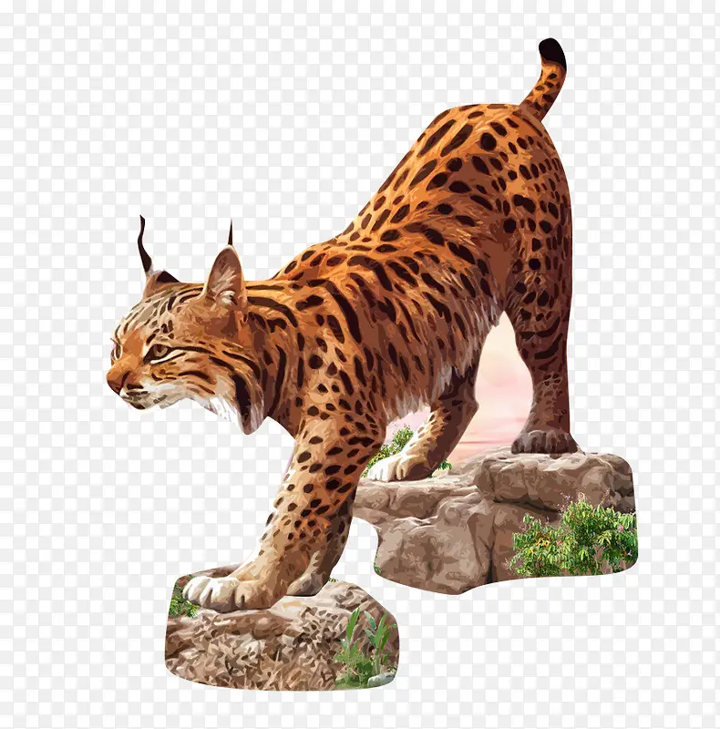 非洲狸猫