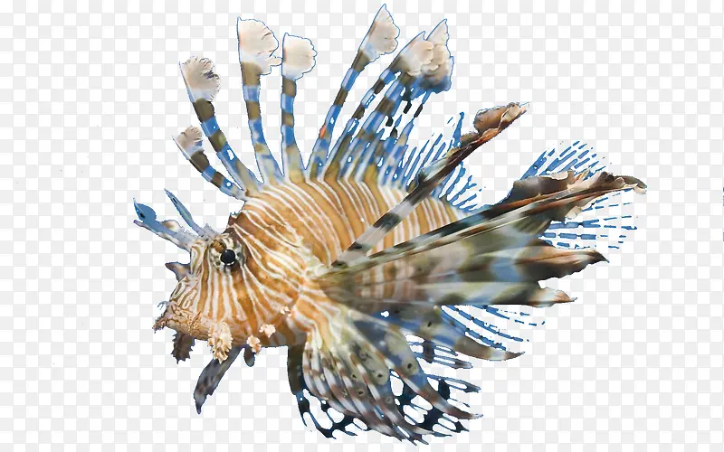 海底生物狮子鱼