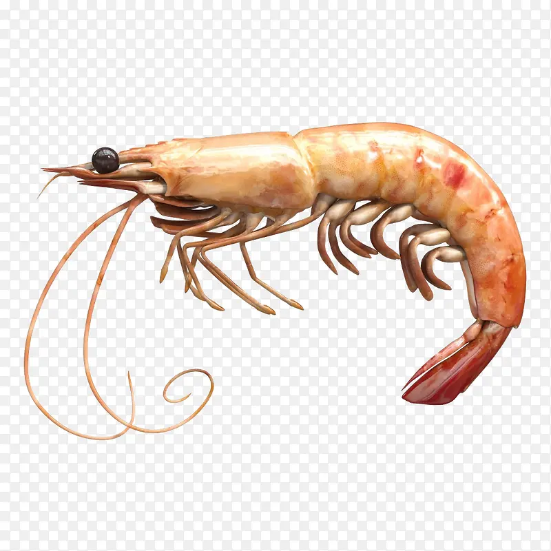 长须白灼虾