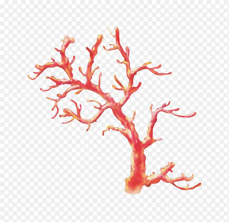 红珊瑚树