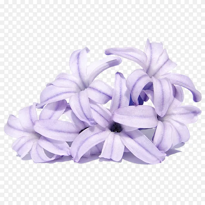 紫色兰花