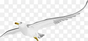 白色飞翔白鸽平衡